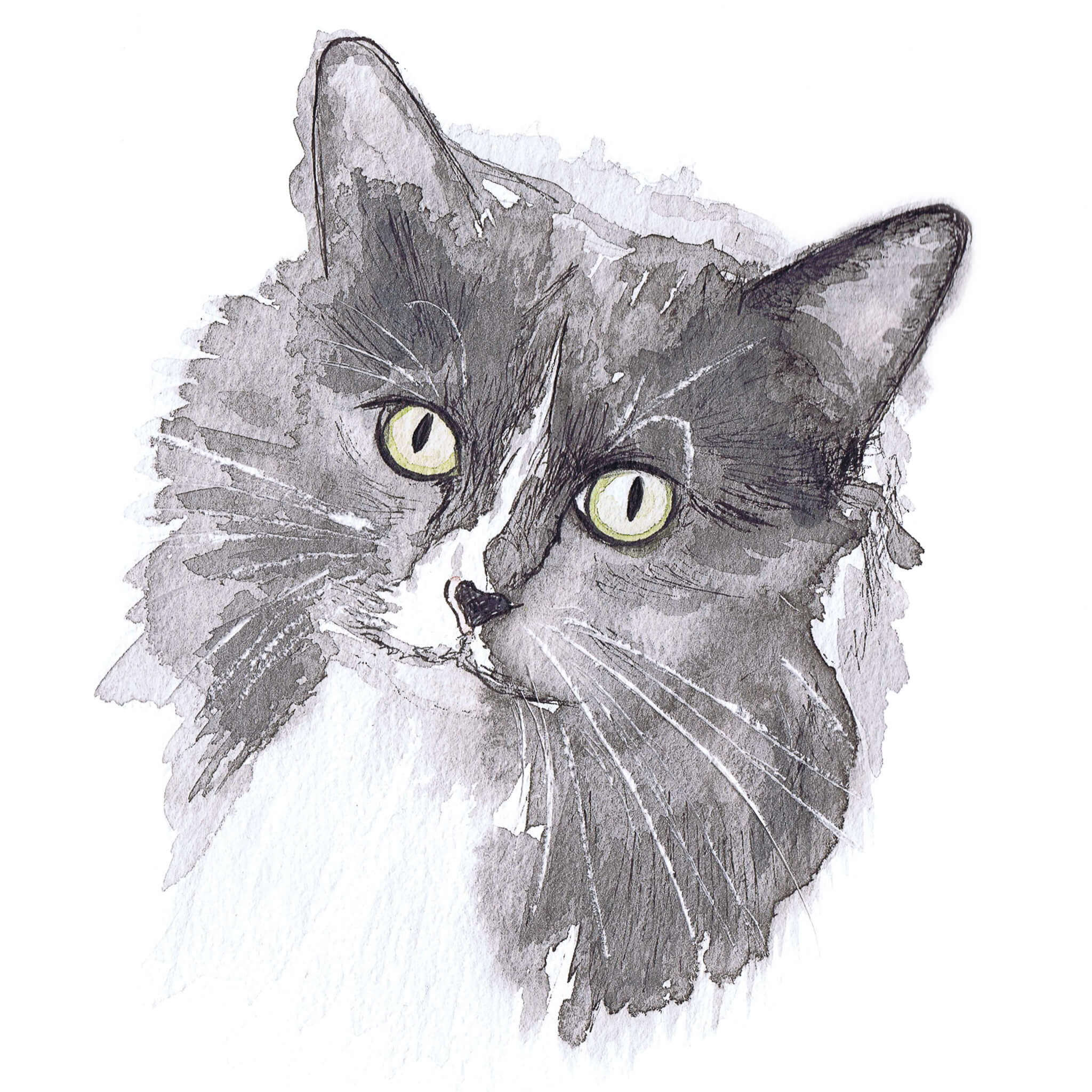 Pet Portrait of a Cat by watercolor sketcher Katrina Dawn