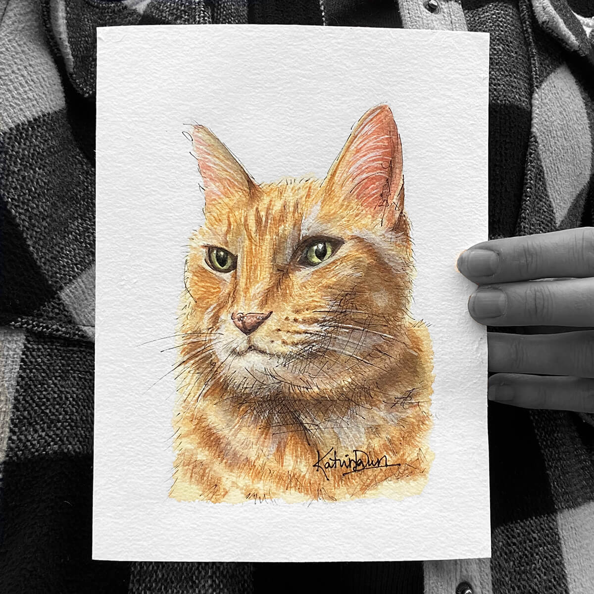 Phoebe cat